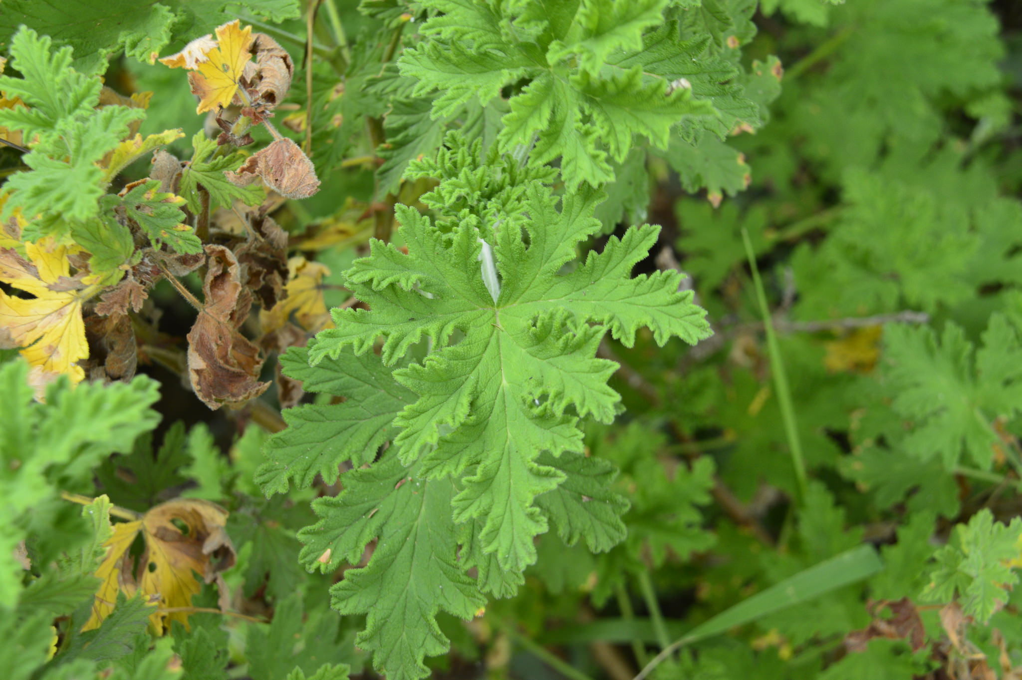 Pelargonium graveolens